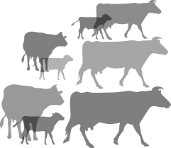 Alimentation des bovins : rations moyennes et autonomie alimentaire