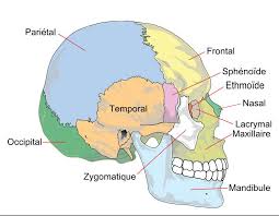 Circonstances de diagnostic de la craniosténose non syndromique