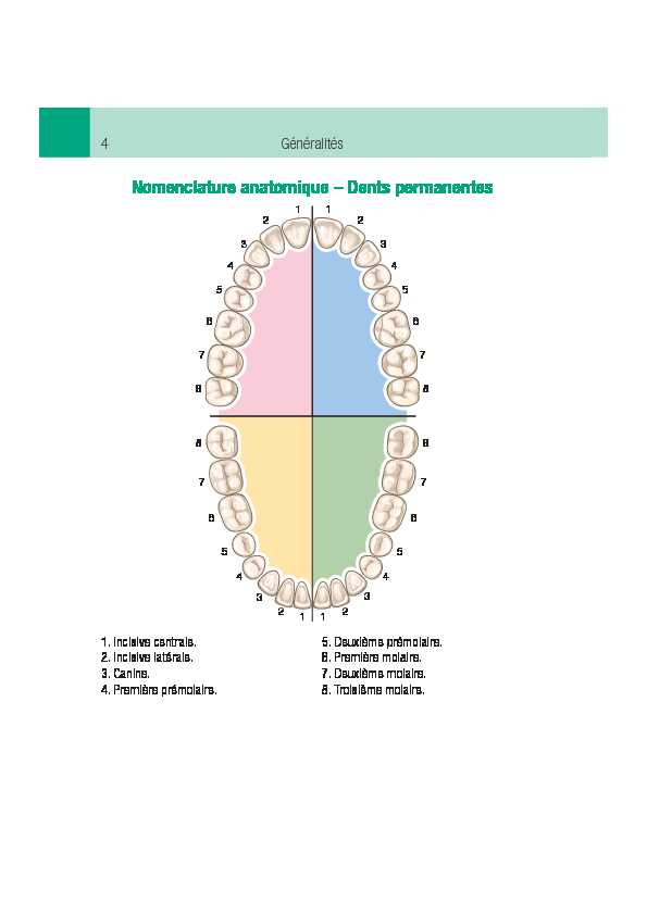 [PDF] Nomenclature anatomique – Dents permanentes - EM consulte